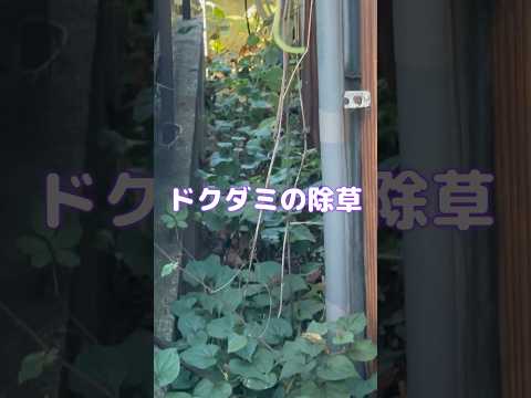 草取りに最適な時期はいつですか?また、雑草のない期間が十分に長く続くことが重要ですか?  庭園