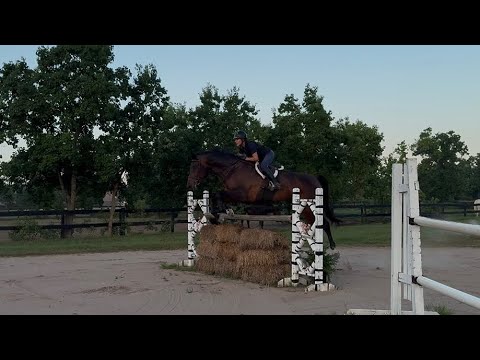 Piglet video 1