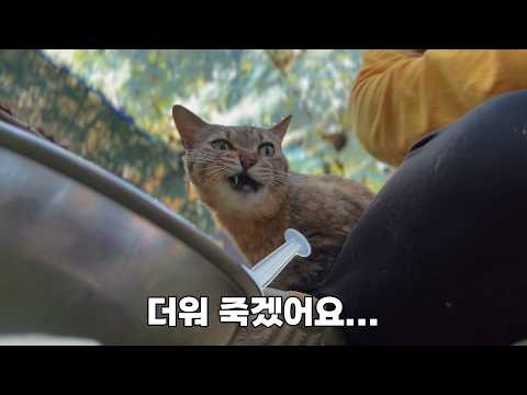 무더위 속에서 아픈 고양이를 위한 공간을 만들어주신 아버지