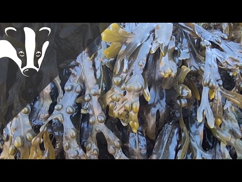 The Essex Coastal Challenge - Shoresearch at The Naze