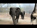 Zoo Animals Of Dome