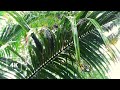 RAIN WATER DRIPPING,GLIDING-Tree sounds 10 minutes(4K)
