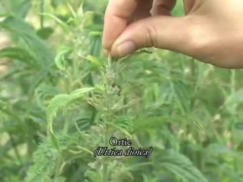 comment soulager orties