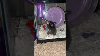 Syrian Hamster Rodents Videos