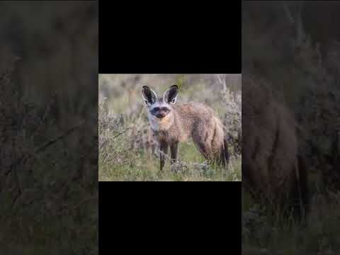 Bat-eared Fox and Common Ostrich