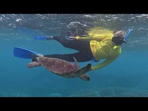 Quicksilver's turtle haven on the Great Barrier Reef