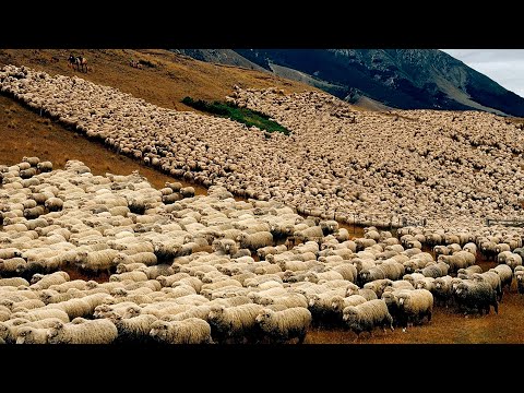 , title : 'CONHEÇA A MAIOR FAZENDA DE OVELHAS DO BRASIL - INCRÍVEL!'