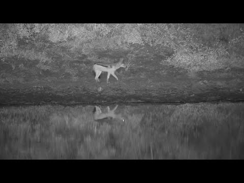 Djuma: Black-backed Jackal pair-Pt:1 - 23:11 - 05/05/20