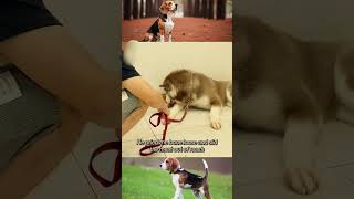 Dangerous Dog training🤯 #dog #funny #dogcoach #dogshorts #doggielife #doglife