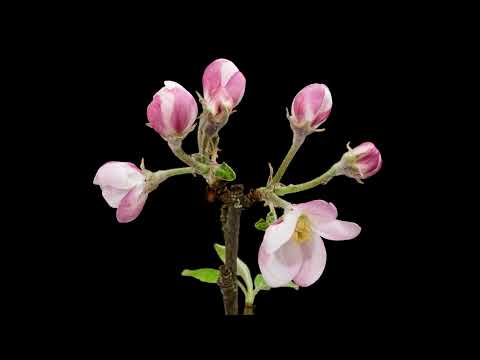 Ulrich Maiwald spricht "Über die Geduld" von Rainer Maria Rilke