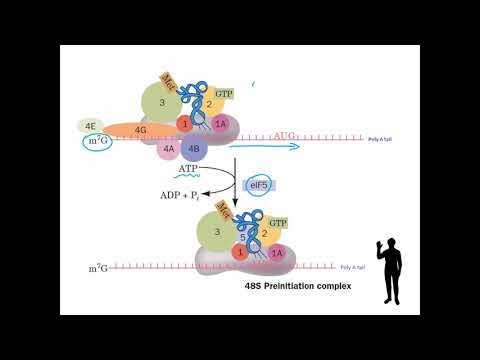 Translation in eukaryotes: general characteristics and stages.