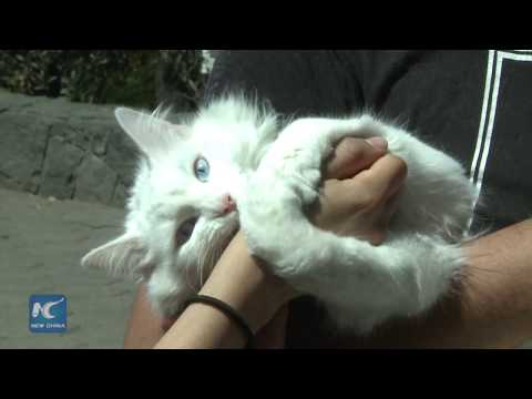 Cat lovers come together in Mexico City for 'GatoFest'