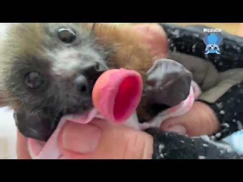 Baby flying-fox after a feed:  Inky Pinky inverts to show how it's done