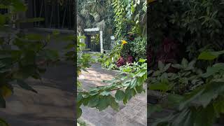 pretty little flower