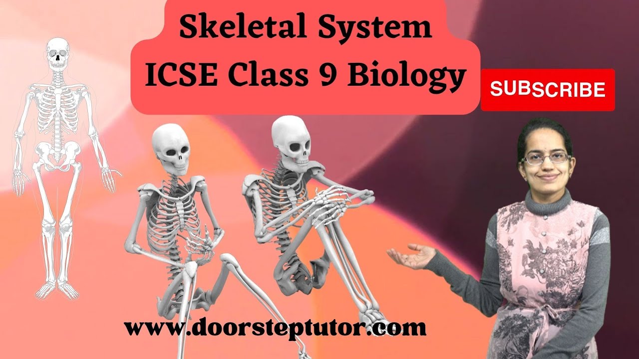 Skeletal System - Axial and Appendicular Skeleton | ICSE Class 9 Biology
