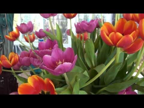 NÃO CREIA NOS MESTRES QUE TE APARECEM - FLOR DE JAGUBE