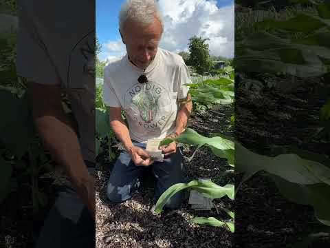 Sowings in June to keep beds full as early crops finish