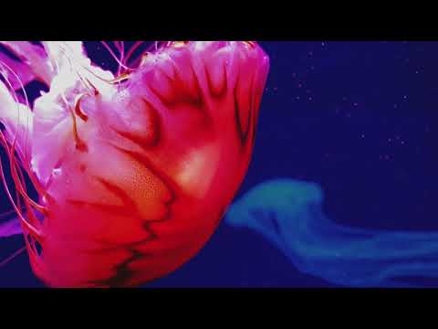 Jakke x Enjune - Release (Official Visualizer)