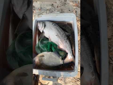 # pescaria rio branco mato grosso, cachara de 15 kl #pescaria #fishing #pesca