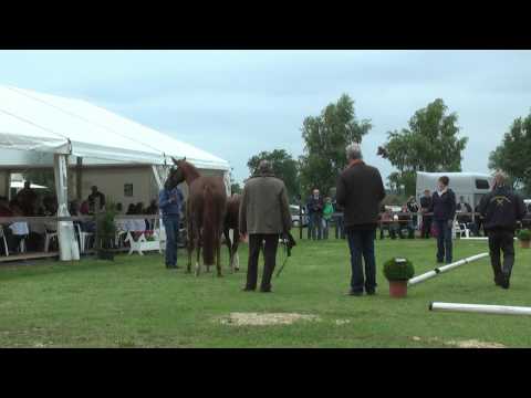 Sudweyher Fohlenschau 2013 - Kat.-Nr. 05