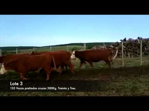 Lote 135 Vaquillonas Vacas Preñadas AAxHE,  RAxHE,  CHA,  LIM,  RA 380kg -  en Treinta y Tres
