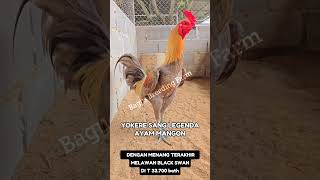 Download lagu Yokere legenda ayam Mangon #hobiayam #peternakayam #ayambangkok #reels #ayamkampung #ayam mp3