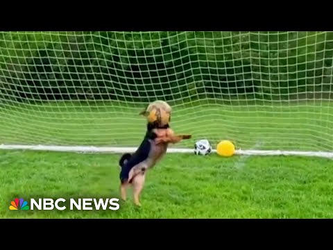 Meet Ronaldo the chihuahua-dachshund mix going viral for his soccer skills