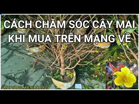 🔴 QBS2161 - CÁCH CHĂM SÓC CÂY MAI TÀN KHI MUA TRÊN MẠNG VỀ | CÁCH CHĂM SÓC MAI VÀNG MUA TRÊN MẠNG VỀ