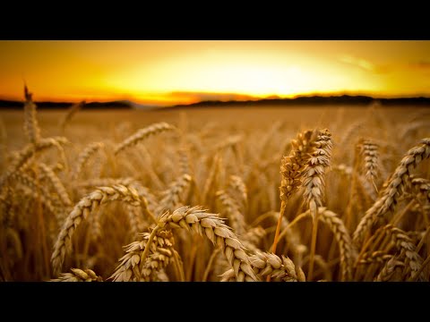 Drama of the First Gospel · 231001 AM · Pastor  Dan Delong