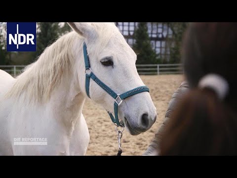 Tierschutz: Die Tierflüsterer | DIE REPORTAGE | NDR Doku