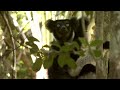 Attenborough Meets an Indri Lemur | Attenborough and the Giant Egg | BBC Earth