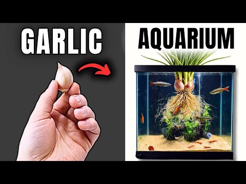 I Put Garlic in My Aquarium for 30 Days (NO FILTER)