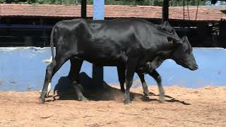 Vídeo 223 - 1ª ETAPA MEGA LIQUIDAÇÃO TOTAL AGROPECUÁRIA MARAJOARA - DIA 4 | GADO GIROLANDO E HOLANDÊS
