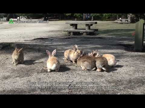 Okunoshima Island