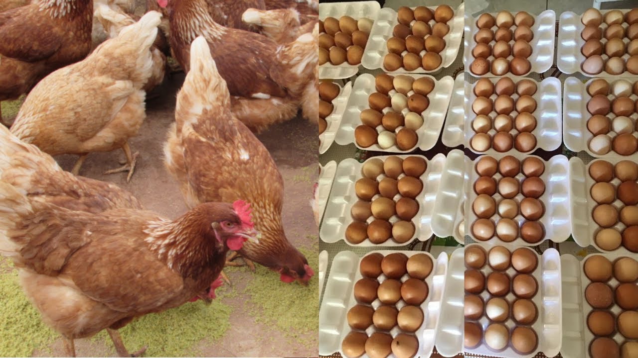 Poedeira HISEX BROWN Criada no Nordeste