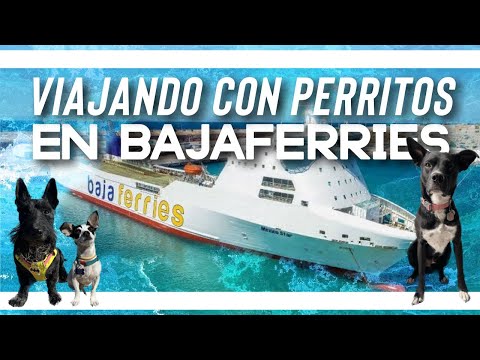 ¿Cómo es un viaje en Bajaferries con perritos?