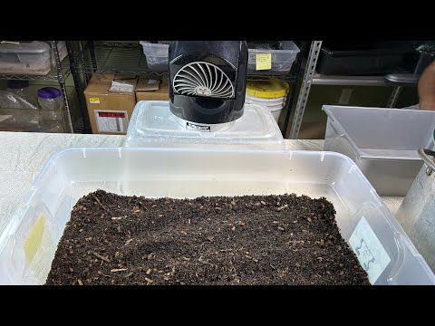 First Time Breeder Bin Cycle Results Plus Using a Fan for the First Time