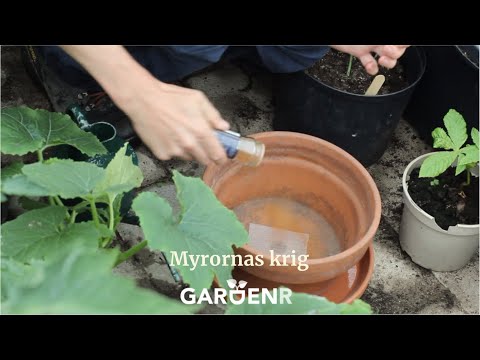 Myrornas krig utan offer - Trädgårdshacks med GardenR