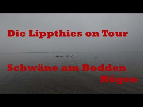 Die Lippthies on Tour - Schwäne am Bodden - Rügen