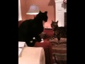 Bengal Vs Tuxedo Cat Fight