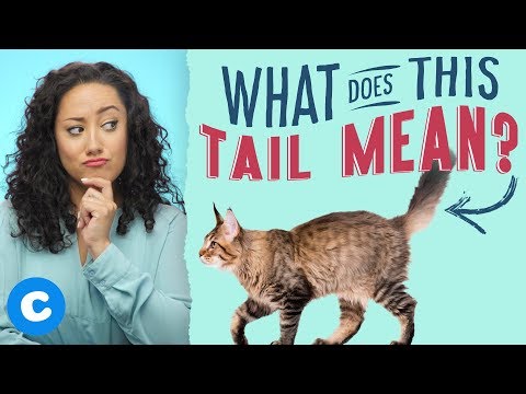 Cat's Tail Meaning: What Your Cat's Tail Says About Her Mood | Chewy