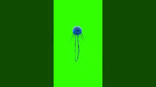 Download lagu #Shorts Jelifish Green Screen Video #Jelfish #fish #Trending mp3
