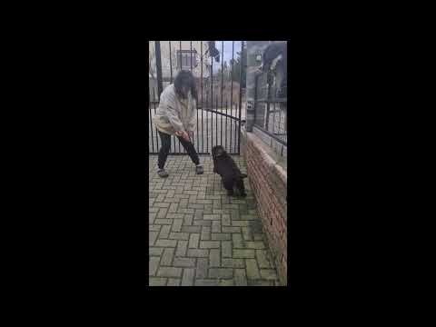 Bernese Mountain Dog puppy for sale