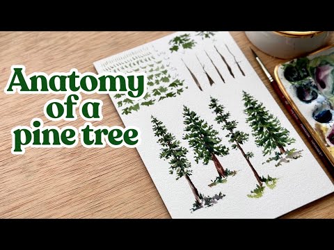 Watercolor pine trees broken down into an easy to understand painting formula