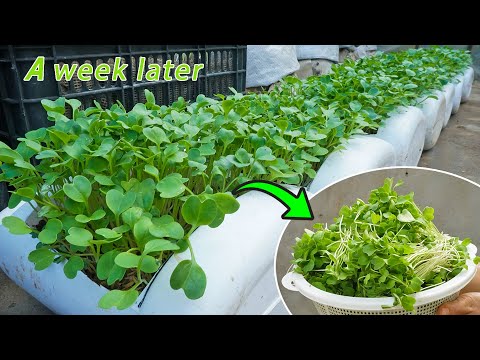 Growing Cress in plastic containers harvested after 7 days. Do you want to try?