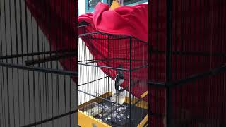 Download lagu Kacer trotol isian kenari mp3 Download lagu Kacer trotol isian kenari mp3