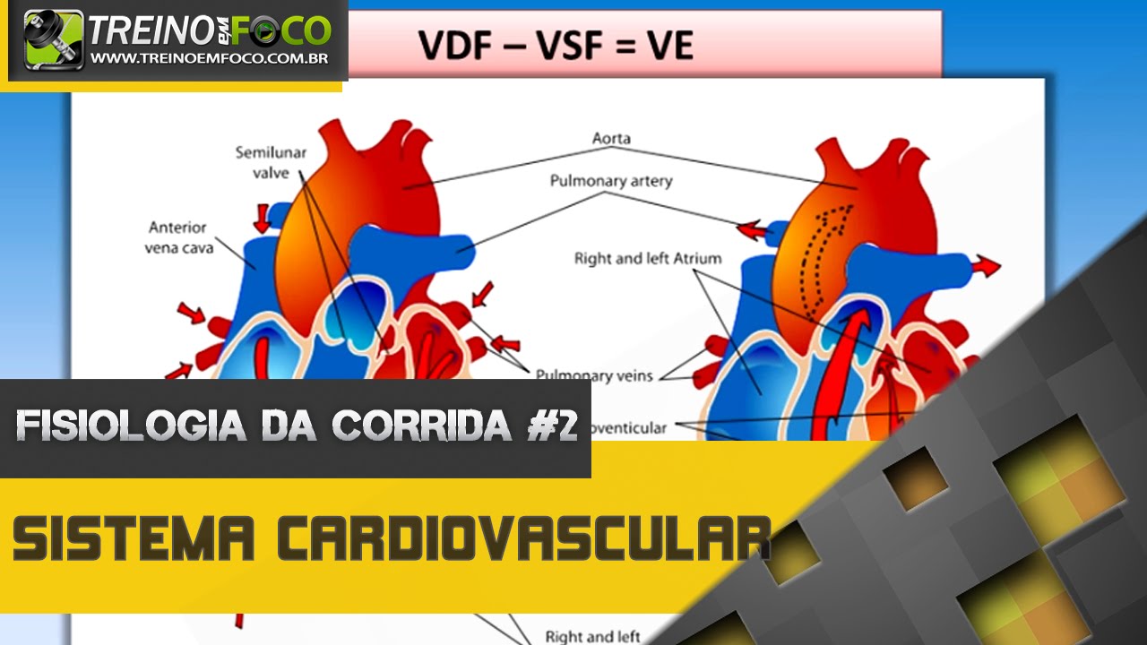 Sistema Cardiovascular - Fisiologia Da Corrida #2