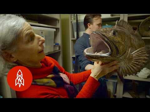 死んだ動物をチェックする図書館 (The Library that Checks Out Dead Animals)