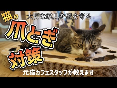 猫が家具を傷つけないようにするためにすべきこと