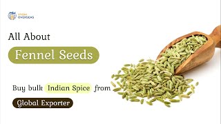 All About Fennel Seeds - Buy bulk Indian Spice from global supplier - Vyom